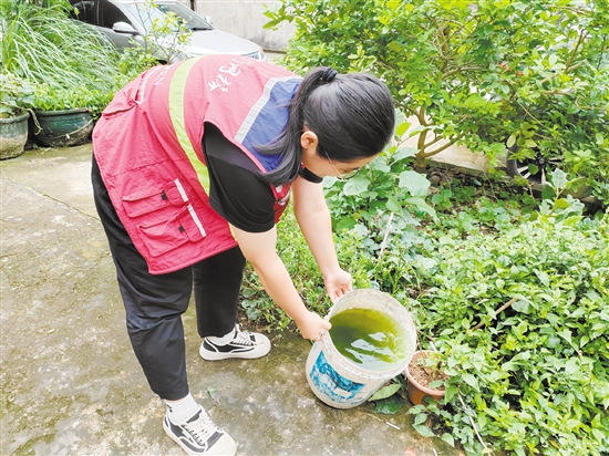 市疾控中心工作人员清理积水以预防登革热。 市疾控中心工作人员清理积水以预防登革热。