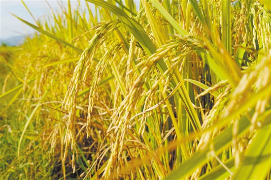 江门金黄色的稻谷呈现出一幅美丽乡村画卷,吸引游人来欣赏田园风光。 江门金黄色的稻谷呈现出一幅美丽乡村画卷,吸引游人来欣赏田园风光。