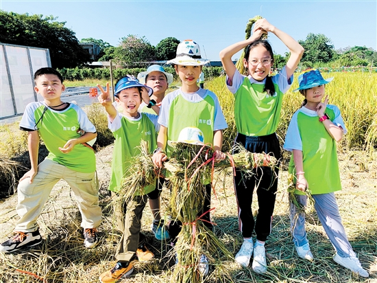 江门日报青苹果研学活动带小朋友们体验割禾的乐趣。宋思瑜 江门日报青苹果研学活动带小朋友们体验割禾的乐趣。宋思瑜