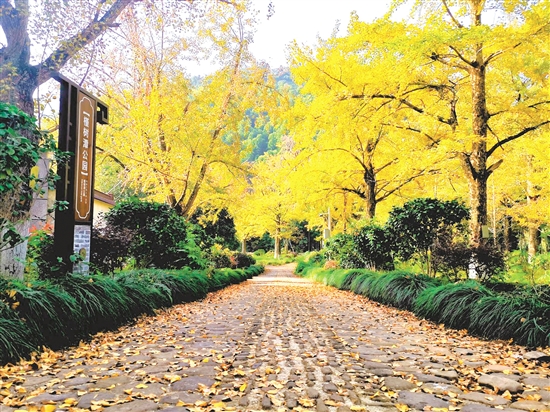 八都岕十里古银杏长廊,成了游客寻觅秋日童话的浪漫之地。 八都岕十里古银杏长廊,成了游客寻觅秋日童话的浪漫之地。