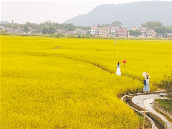稻田游吸引众多游客。 稻田游吸引众多游客。
