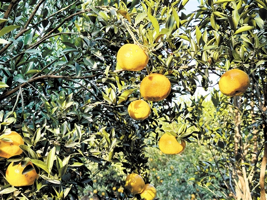 新会柑进入大红柑采摘期。 新会柑进入大红柑采摘期。