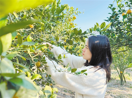 游客正在采摘皇帝柑。 游客正在采摘皇帝柑。