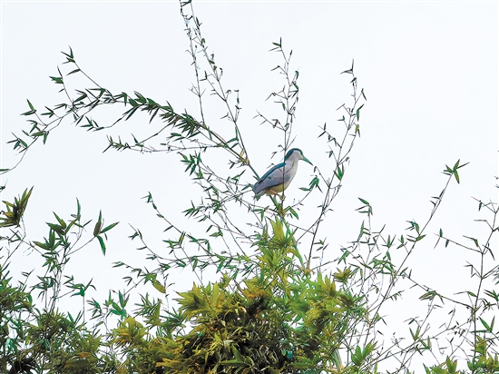 小鸟伫立枝头。 小鸟伫立枝头。