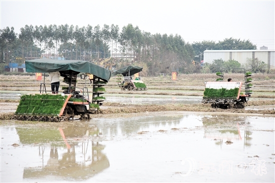 恩平市全力组织开展春耕生产,田间地头一派热火朝天的景象。 恩平市全力组织开展春耕生产,田间地头一派热火朝天的景象。