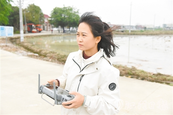 李坤兰在田埂边操作植保无人机。