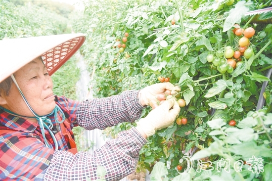 水塘村的圣女果迎来收获季,农户忙着采摘。 水塘村的圣女果迎来收获季,农户忙着采摘。
