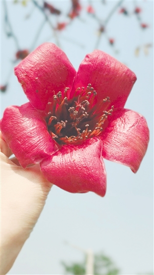 市民要谨慎食用路边捡的木棉花。