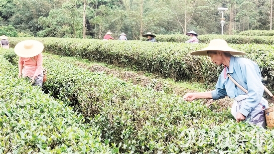 茶农们正抓紧采摘春茶。