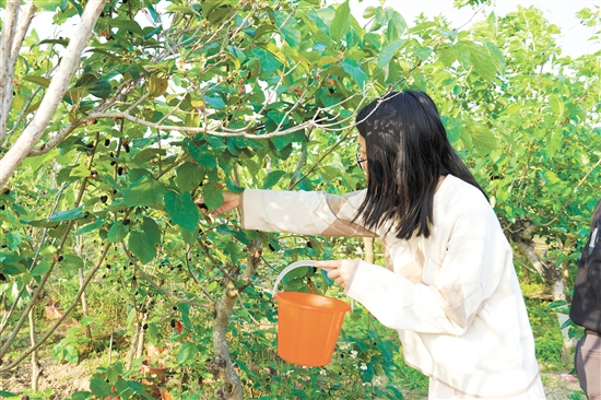 游客在采摘桑葚。 游客在采摘桑葚。