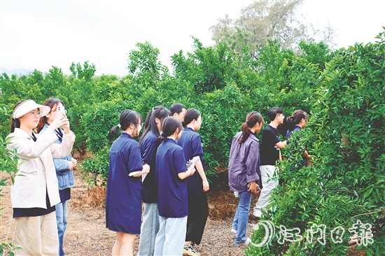 港澳学子们在沙湖镇和平村的茶枝柑种植基地深入了解恩平茶枝柑产业的发展现状。 港澳学子们在沙湖镇和平村的茶枝柑种植基地深入了解恩平茶枝柑产业的发展现状。