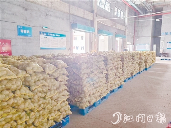 得益于广东供销(恩平)天业冷链物流产业园,已收获的马铃薯得到较好的存放,还可以根据市场变化错峰出售,争取更好的价格。 得益于广东供销(恩平)天业冷链物流产业园,已收获的马铃薯得到较好的存放,还可以根据市场变化错峰出售,争取更好的价格。