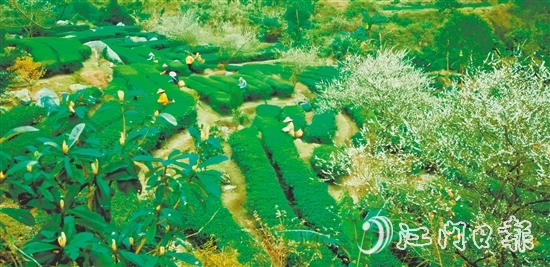 大沙镇得天独厚的自然环境孕育了品质优异的大沙茶。