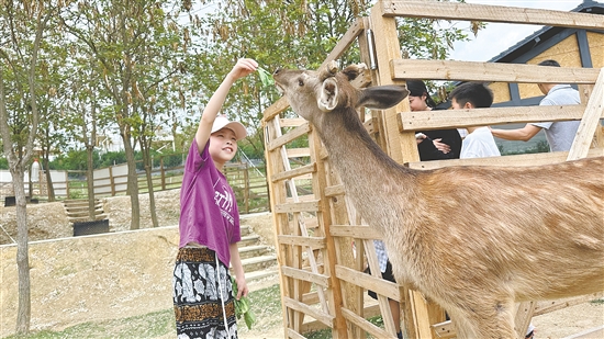 在七星山牧场,小朋友与萌宠互动。 在七星山牧场,小朋友与萌宠互动。