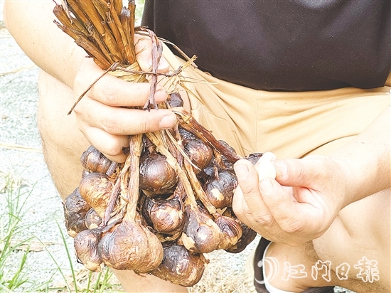 金山火蒜。 金山火蒜。