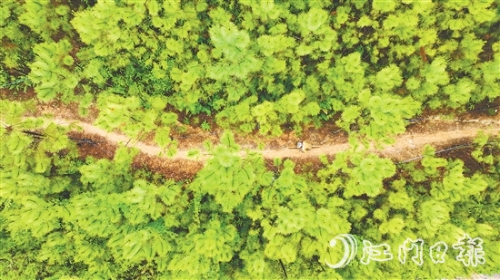 选手们骑行在山林间，和恩平美丽自然风光融为一体。