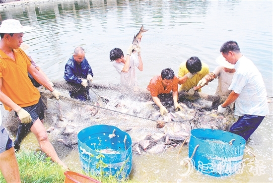 好山出好水、好水养好鱼，恩平水资源丰富，水质优良，适合发展水产养殖。