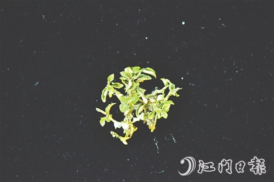 金线兰全草均可入药，曾被誉为“药中之王”。