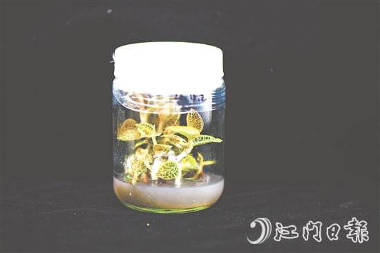 金线兰全草均可入药，曾被誉为“药中之王”。