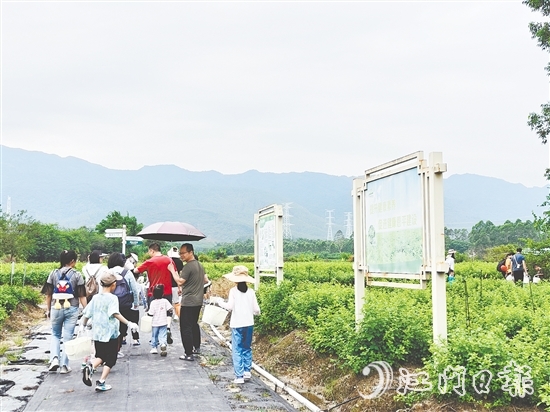 恩平市簕菜文化创意园打造集文旅、饮食、研学、农耕等于一体的旅游综合体。 恩平市簕菜文化创意园打造集文旅、饮食、研学、农耕等于一体的旅游综合体。