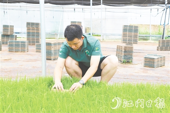 育秧大棚里，王晓庭俯身察看秧苗长势。