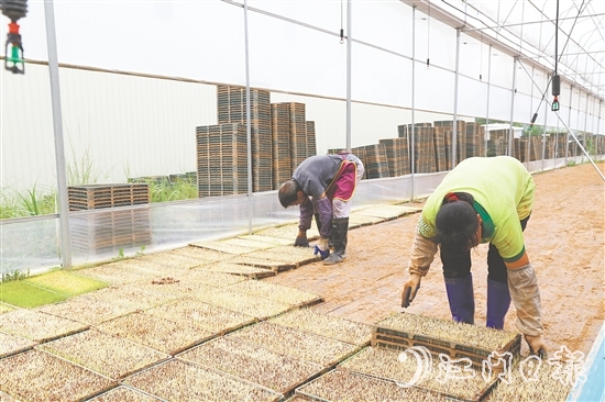 江门市德稻农业种植合作社育秧中心年产32万盘秧苗，不仅满足周边种植大户的需求，还将秧苗卖到了大湾区和江西。