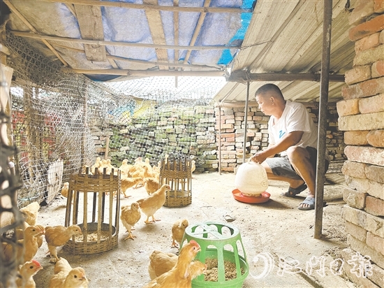 劳大叔掌握养鸡技术后，家里的生活发生了变化。