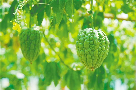 杜阮凉瓜体形肥大,肉厚色绿。 杜阮凉瓜体形肥大,肉厚色绿。