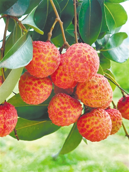 荔枝虽味美,但不要贪吃。 荔枝虽味美,但不要贪吃。