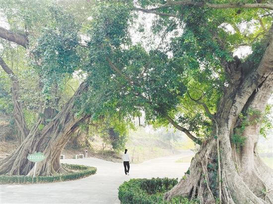 各级在蓝田村投入约200万元完成古树公园建设、村道改造及村容村貌整治，提升古村风貌。