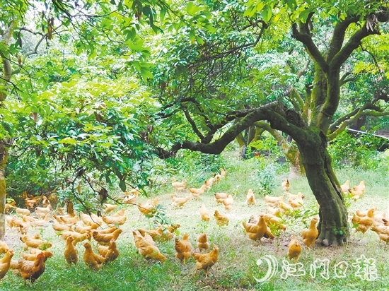 金鸡镇立足资源禀赋，加快推动农业产业转型升级，通过整合镇域八大类22个特色农产品，打造“金鸡优品”区域品牌。