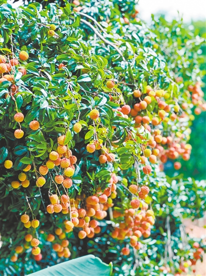 老荔枝树挂满了果实。 老荔枝树挂满了果实。