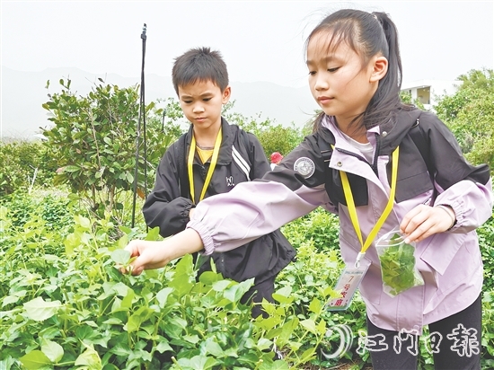 恩平簕菜富含黄酮类化合物、生物碱及多种微量元素。