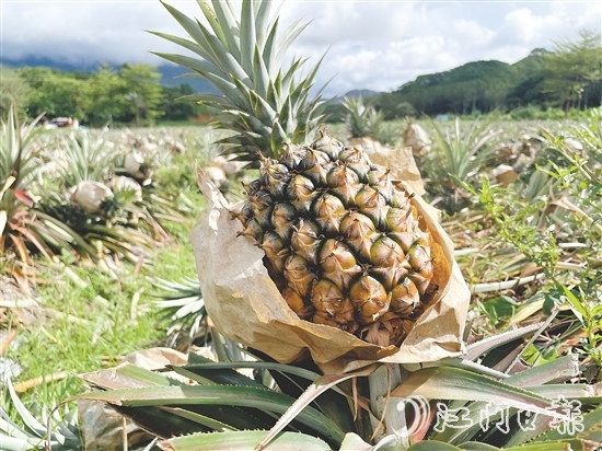那吉镇远离工业污染，山清水秀，雨水充沛，气候温暖，种出来的凤梨品质优良。