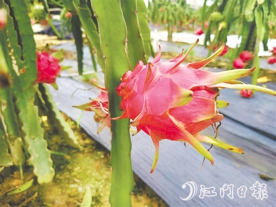 红肉火龙果甜度高、营养价值丰富。