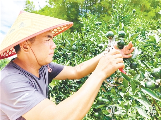 谭家武正在采摘小青柑。