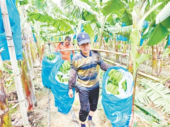 农户们满身大汗，穿梭于蕉林中搬运香蕉。