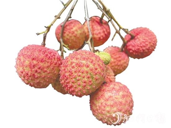 沙湖镇种出的挂绿荔枝甜脆香糯。