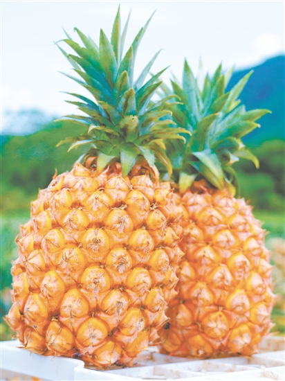 恩平那吉凤梨。 恩平那吉凤梨。