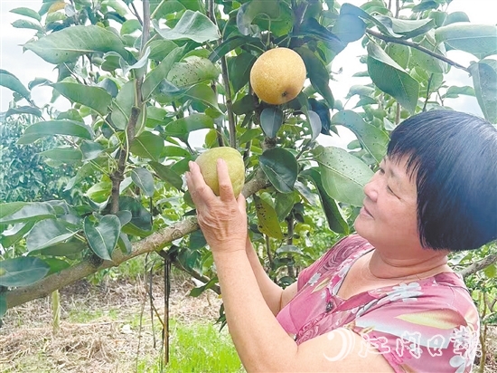 果农在查看香蜜脆梨成熟度。