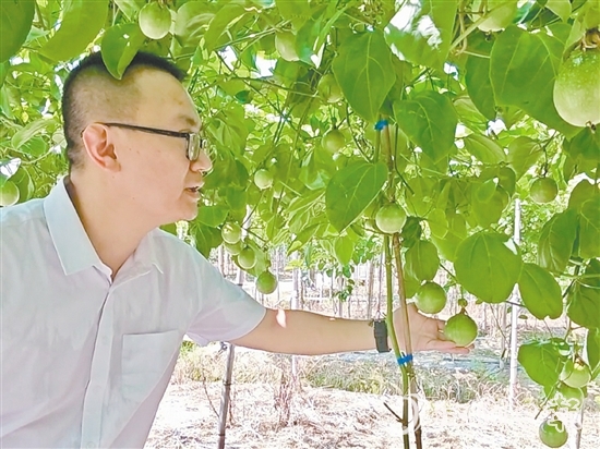 何湛庆查看着百香果的长势。 何湛庆查看着百香果的长势。