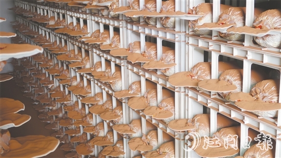 健芝缘的生产基地,整齐排列的灵芝栽培车间格外引人注目,洁净的无土化管理体系清晰可见。 健芝缘的生产基地,整齐排列的灵芝栽培车间格外引人注目,洁净的无土化管理体系清晰可见。