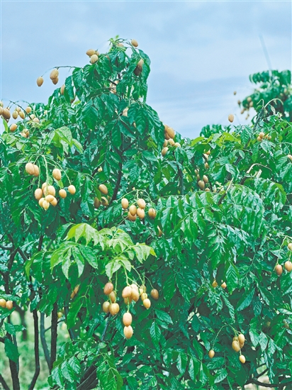 崖门黄皮成熟。