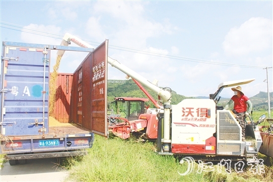 恩平市牛江供销社马龙塘种植示范基地早造稻谷迎来丰收。
