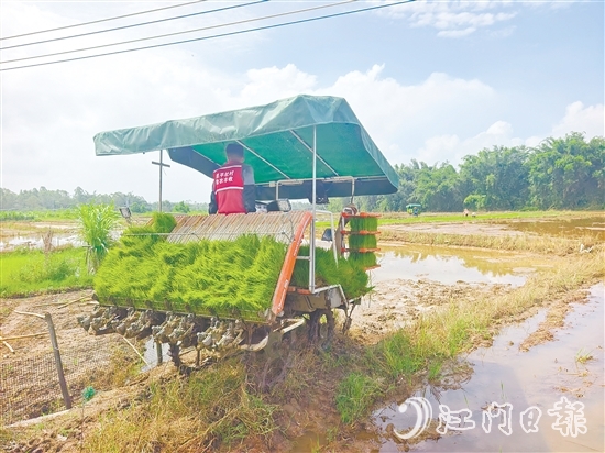 君堂镇太平村启动晚稻插秧工作，采用合理密植提单产技术，严格把控秧苗之间的行距、株距。