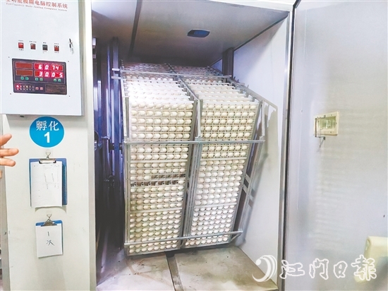 马冈鹅苗孵化中心配备鹅苗孵化机40台,年孵化总量达到400万只,年产值超过1.2亿元。 马冈鹅苗孵化中心配备鹅苗孵化机40台,年孵化总量达到400万只,年产值超过1.2亿元。