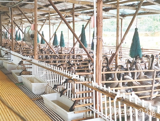 马冈鹅从田间地头的“土特产”升级为市场认可的“金招牌”。 马冈鹅从田间地头的“土特产”升级为市场认可的“金招牌”。