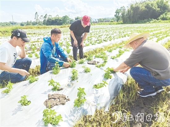 大厂村是马冈镇知名的凉粉制作大村，村里约有13公顷（200多亩）的凉粉草种植基地。