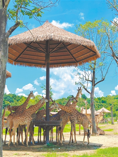 在清远长隆森林王国，可以与长颈鹿近距离互动。