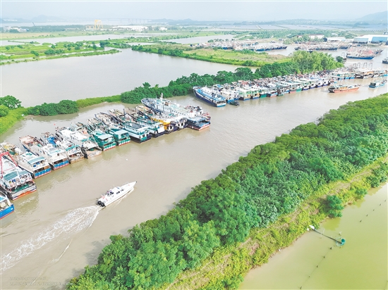 昨天,台山市横山渔港停满了回港避风的渔船。 昨天,台山市横山渔港停满了回港避风的渔船。